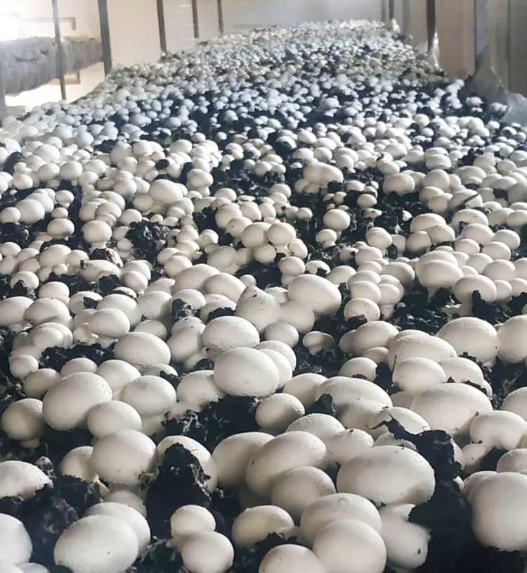 پرورش قارچ در منزل