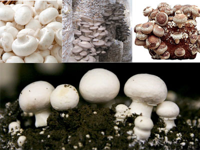پرورش قارچ خوراکی