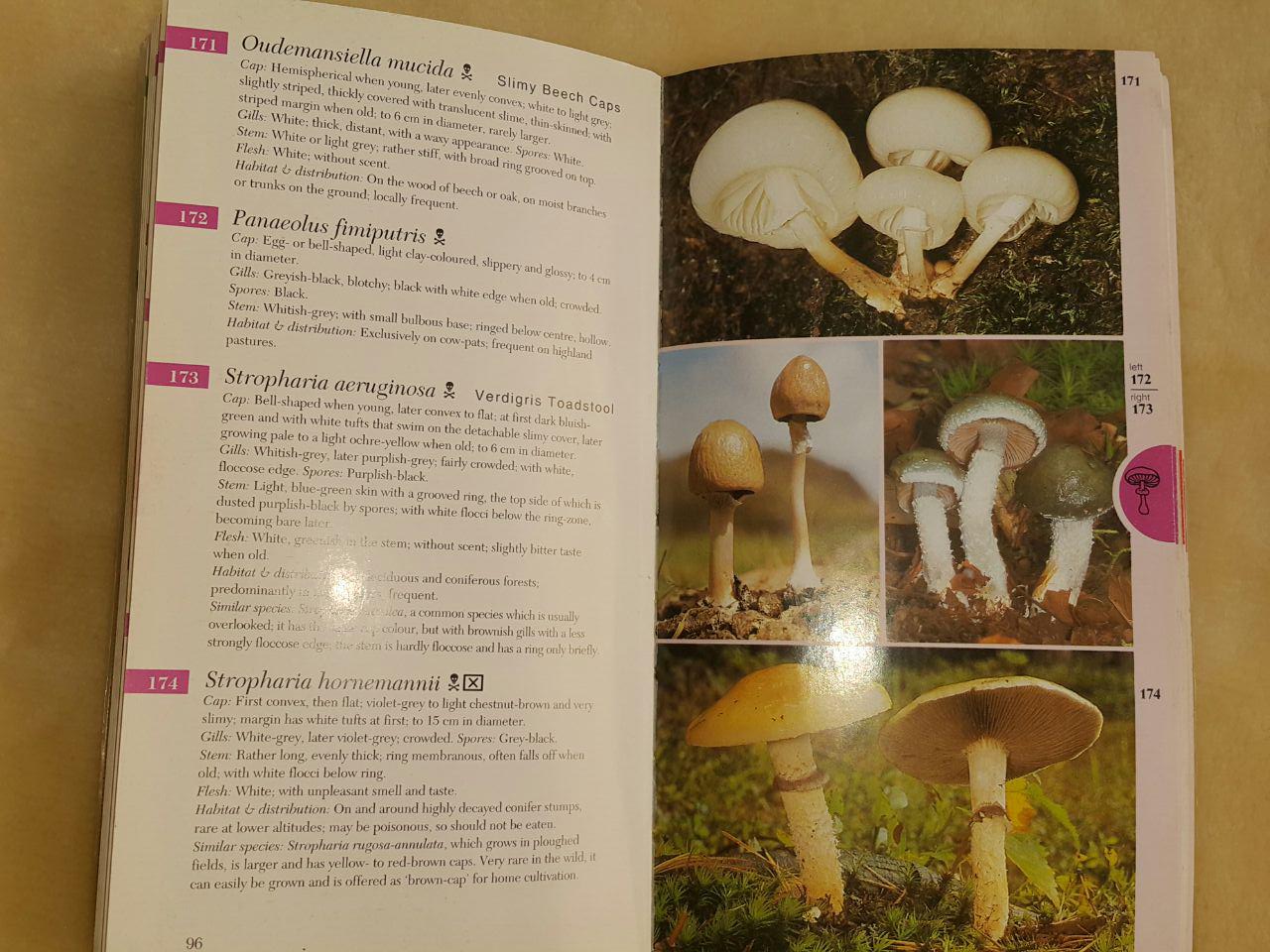 تشخیص قارچ خوراکی از سمی، قارچ خوراکی، قارچ سمی