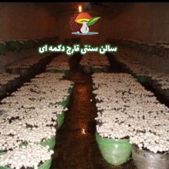 سالن سنتی قارچ دکمه ای