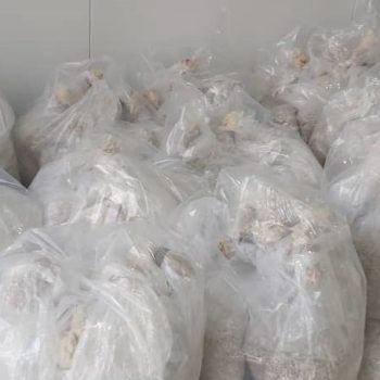 بذر دکمه ای نژاد A15