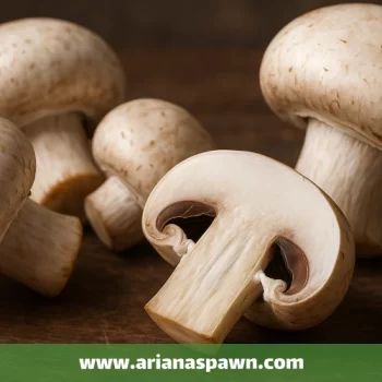 قارچ خوراکی