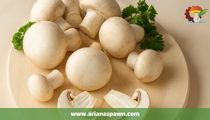 همه چیز در مورد قارچ خوراکی