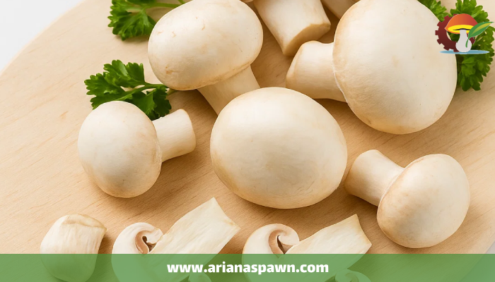 برداشت و نگهداری قارچ خوراکی