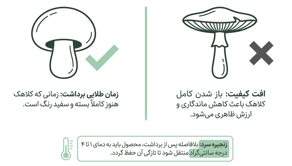 پروتکل حفظ کیفیت قارچ