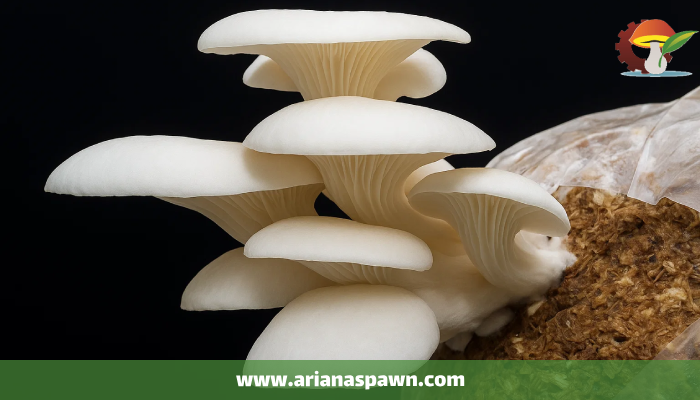 ارزش غذایی قارچ صدفی