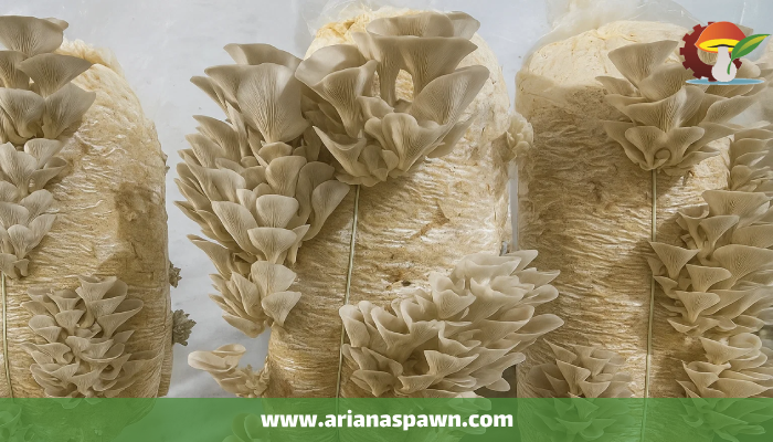 قارچ صدفی فلوریدا