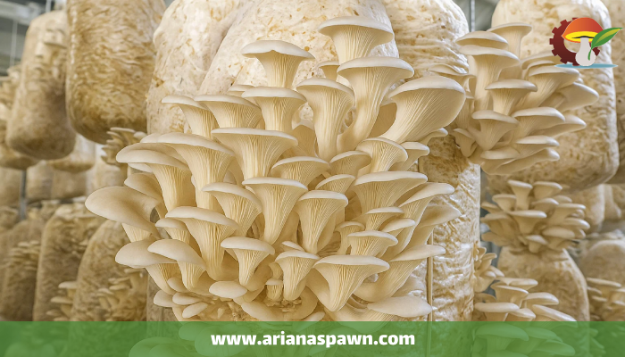 قارچ صدفی استراتوس