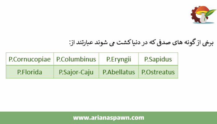 گونه های قارچ صدفی