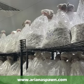 مشخصات بذر قارچ