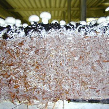 کمپوست قارچ