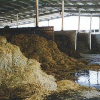 کمپوست قارچ