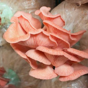 کمپوست قارچ صدفی