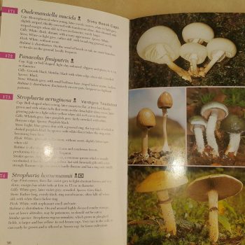 تشخیص قارچهای سمی از خوراکی، تشخیص قارچ های خوراکی از سمی