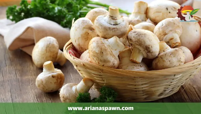 ارزش غذایی قارچ