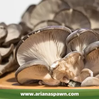 انواع قارچ خوراکی