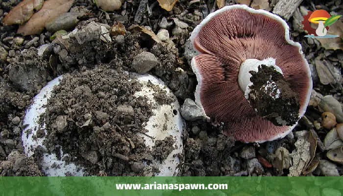 اگاریکوس بیتورگیس Agaricus Bitorquis