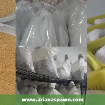 بذر قارچ دکمه ای