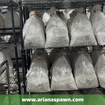 بذر قارچ صدفی