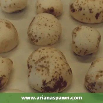 بیماری لکه باکتریایی (لکه قهوه ای) قارچ دکمه ای