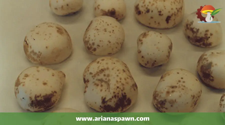 بیماری لکه باکتریایی (لکه قهوه ای) قارچ دکمه ای