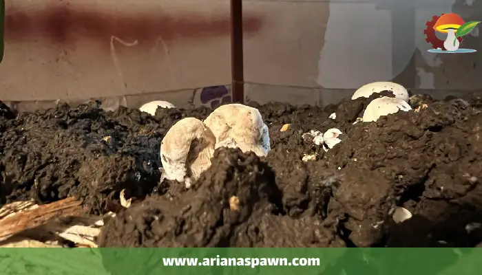 بیماری مایکوگون بر روی قارچ دکمه ای (1)