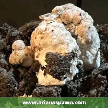 بیماری مایکوگون بر روی قارچ دکمه ای