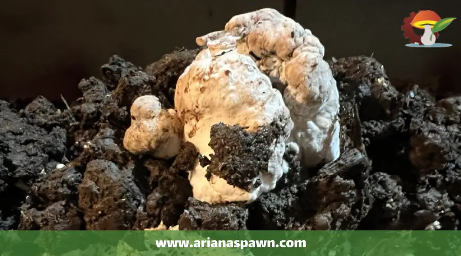 بیماری مایکوگون بر روی قارچ دکمه ای