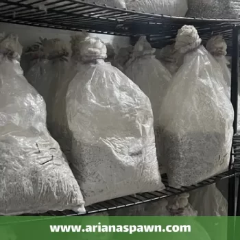 تهیه بذر یا اسپان