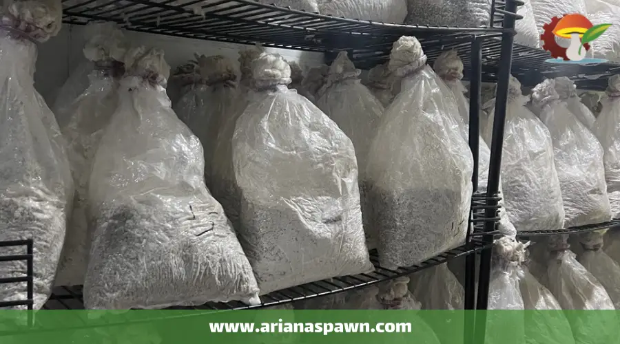 تهیه بذر یا اسپان