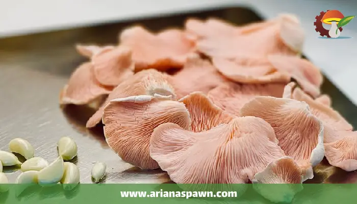 تولید قارچ صدفی