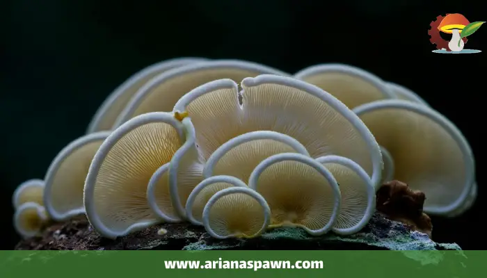 تولیدات قارچ صدفی