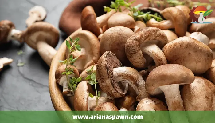 خواص قارچ خوراکی