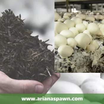 روش تهیه کمپوست قارچ دکمه ای