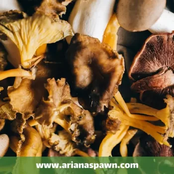 قارچ خوراکی