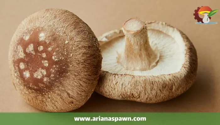 قارچ شی تاکه