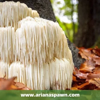 قارچ هریسیوم