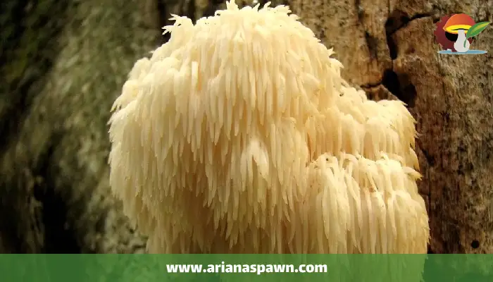 قارچ کوپرینوس یا مرد پشمالو