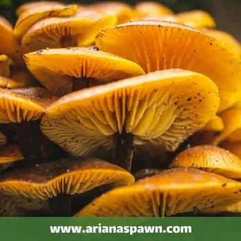 نژادهای قارچ