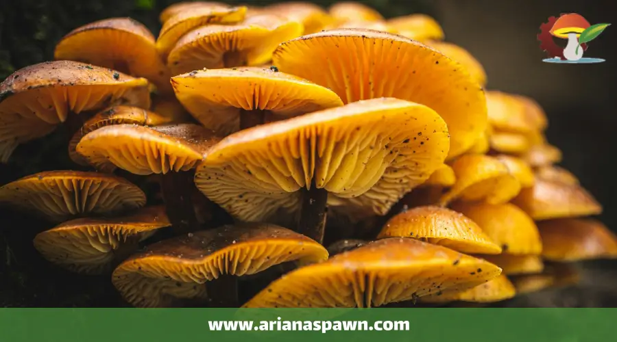 نژادهای قارچ