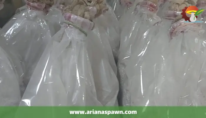 ویژگی بذر یا اسپان قارچ