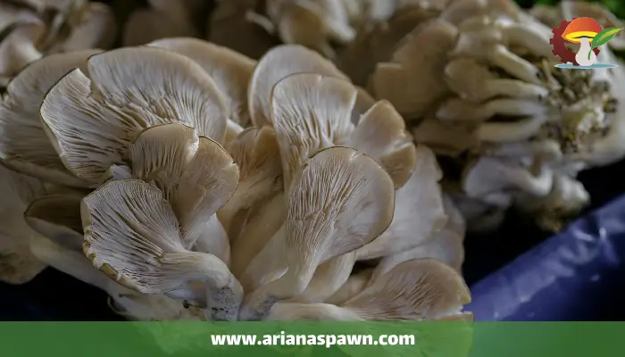 ویژگی قارچ صدفی