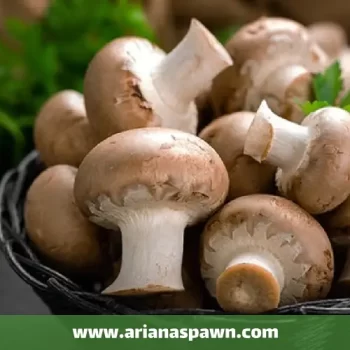 پرورش قارچ خوراکی