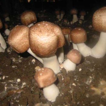 Agaricus blazei Murill ، قارچ دکمه ای