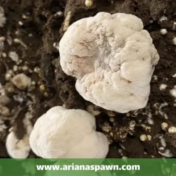 بیماره حباب خشک