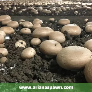 تولید کمپوست قارچ