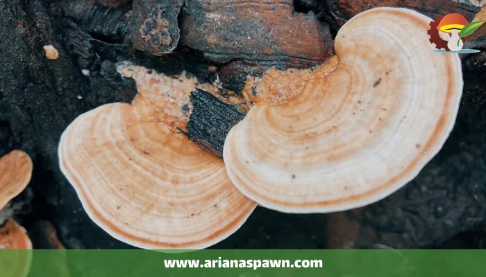 خواص قارچ گانودرما