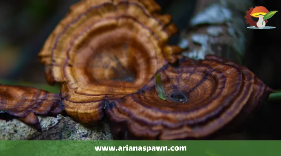 قارچ گانودرما