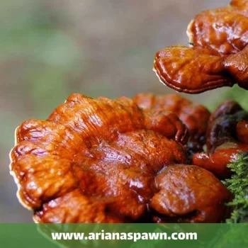 قارچ گانودرما