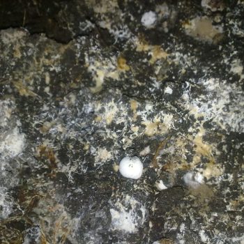 کمپوست قارچ دکمه ای ، کمپوست قارچ ،بیمارهای قارچ